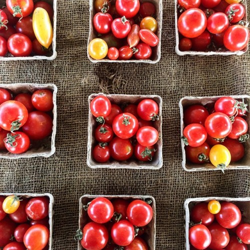 Sonoma county farmer’s market tomato game on point.