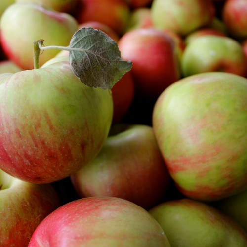 Fruit of the Month: Apples